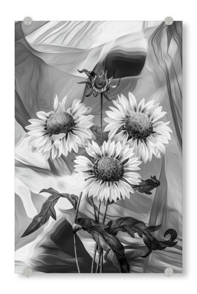 Acrylglasbild "Sunflower Tas" artboxONE - Natur,Floral,Abstrakt,Schwarzweiß