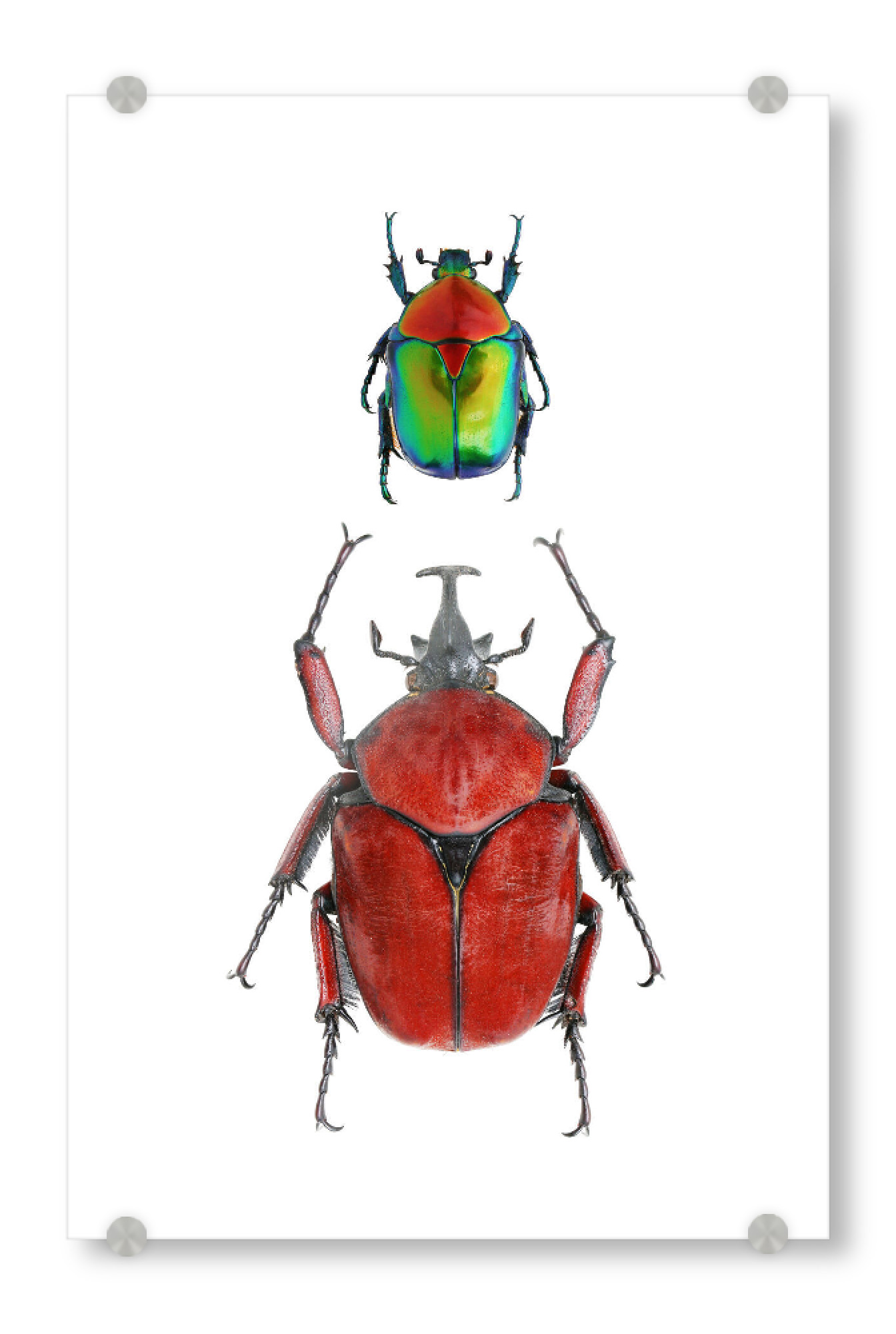 Acrylglasbild "Zwei seltene Käfer" artboxONE - Natur,Tiere - Käfer,Insekt,Makro,Wald,Wiese,Garten,Entomologie,Artenschutz,Wildlife art print