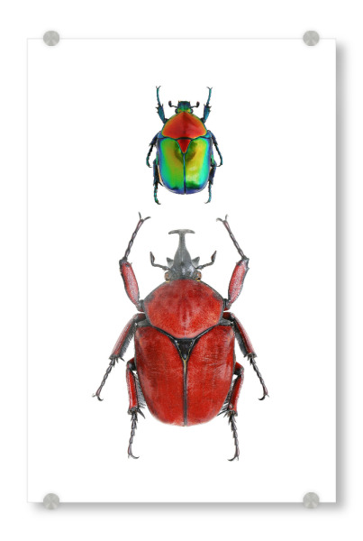 Acrylglasbild "Zwei seltene Käfer" artboxONE - Natur,Tiere - Käfer,Insekt,Makro,Wald,Wiese,Garten,Entomologie,Artenschutz,Wildlife art print