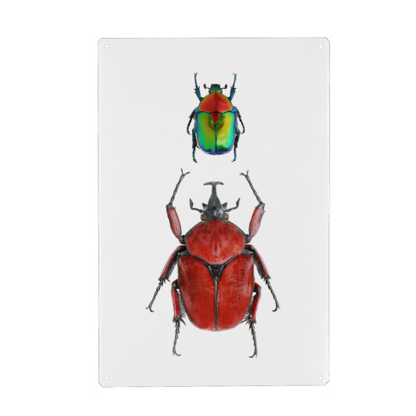 Metall Poster "Zwei seltene Käfer" artboxONE - Natur,Tiere - Käfer,Insekt,Makro,Wald,Wiese,Garten,Entomologie,Artenschutz,Wildlife art print