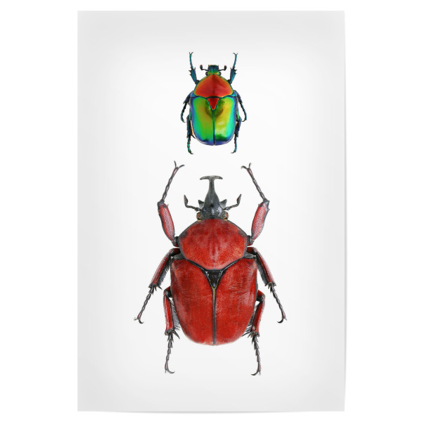 Poster 30x20 cm "Zwei seltene Käfer" artboxONE - Natur,Tiere - Käfer,Insekt,Makro,Wald,Wiese,Garten,Entomologie,Artenschutz,Wildlife art print