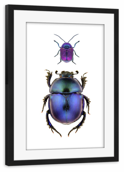 Poster mit Rahmen schwarz "Zwei seltene blauviolette Käfer" artboxONE - Natur,Tiere