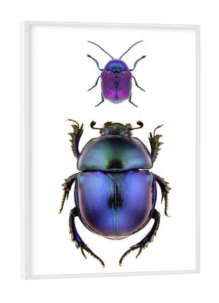 Poster mit weißem Rahmen "Zwei seltene blauviolette Käfer" artboxONE - Natur,Tiere