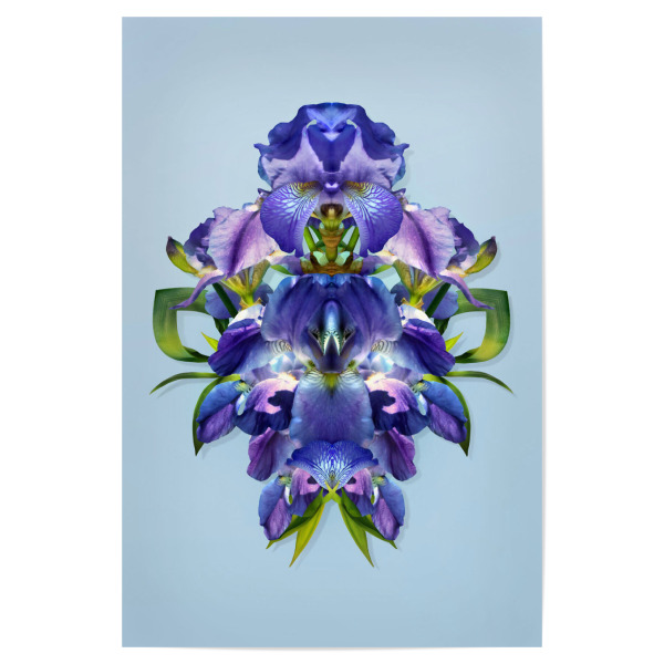 Poster "Nature ́s Perfection" artboxONE - Natur,Floral,Abstrakt - Blue,Magic,Sommer,Garten,Natur,Duft,Flowerpower,Love,Interior,Veilchen,Violet,Flower