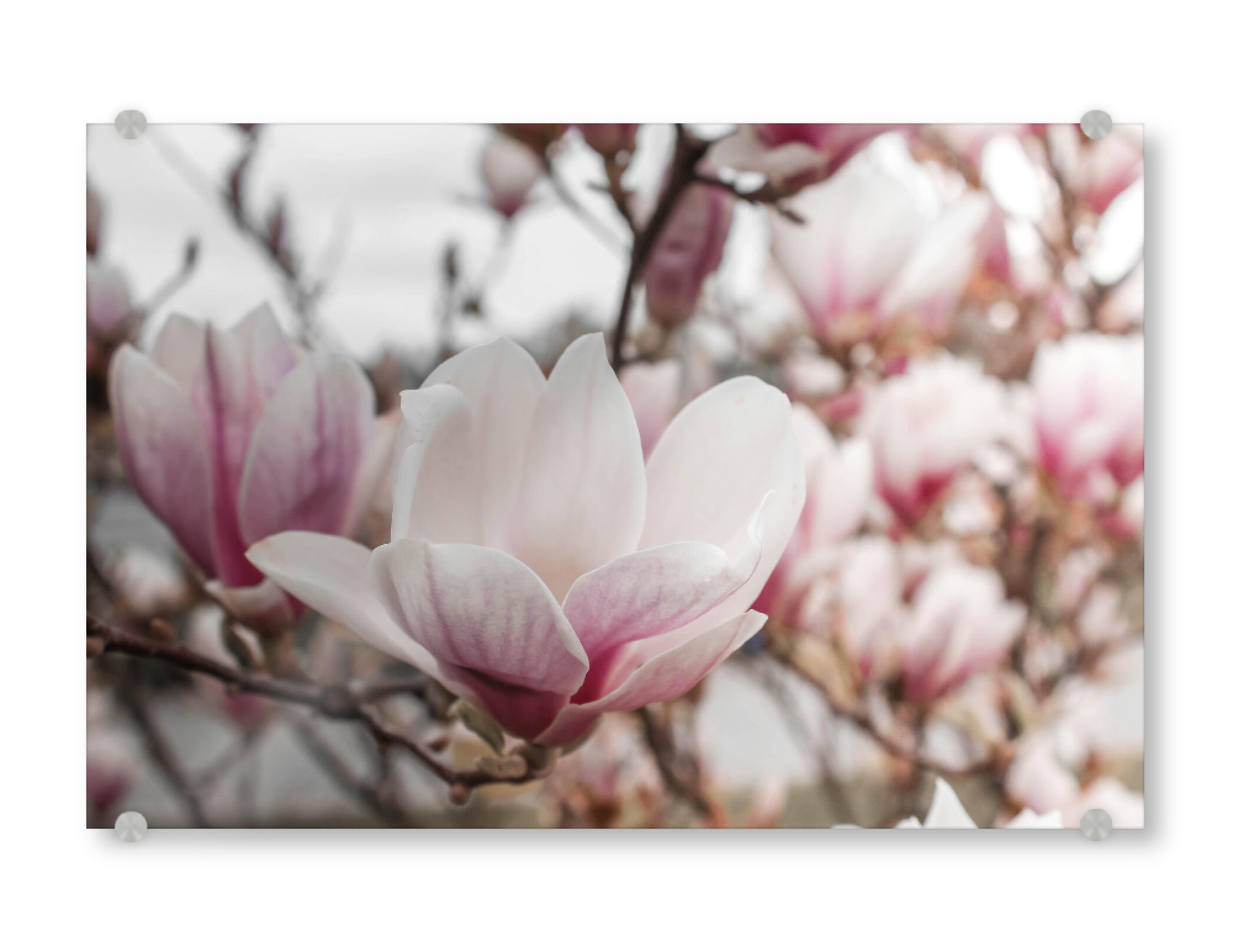 Acrylglasbild "Magnolientraum" artboxONE - Natur,Floral - Magnolienbüte,Zartrosa,Blumen,Natur,Pflanzen,Rosa