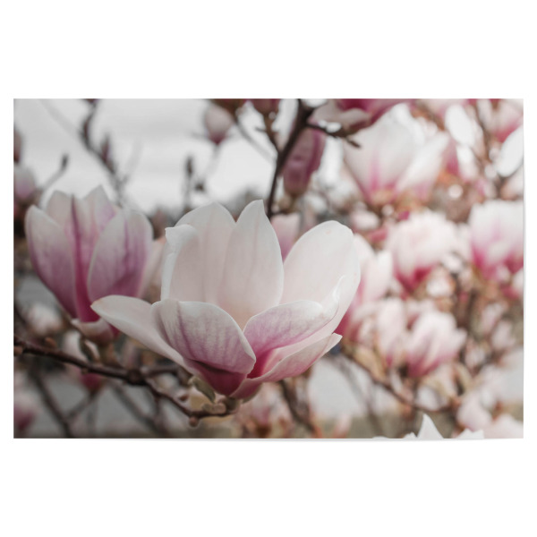 Poster 30x20 cm "Magnolientraum" artboxONE - Natur,Floral - Magnolienbüte,Zartrosa,Blumen,Natur,Pflanzen,Rosa