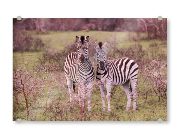 Acrylglasbild "Zebrafreunde" artboxONE - Natur,Tiere,Reise / Afrika - South africa,Tierliebe,Zwei zebras,Best friend,Nature,Zebra,Africa,Natur