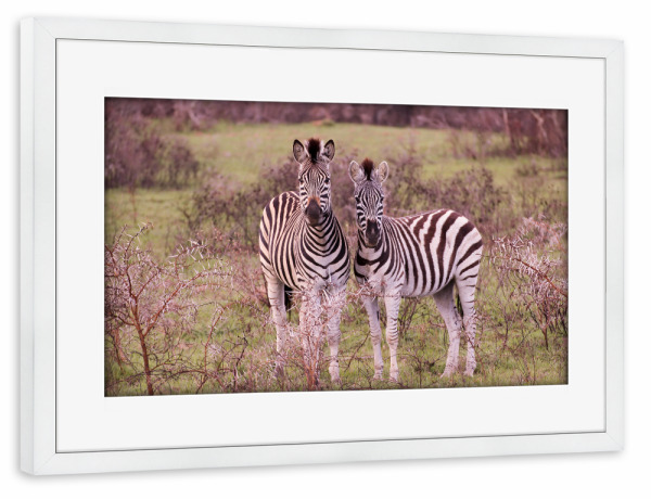 Poster mit Rahmen weiß "Zebrafreunde" artboxONE - Natur,Tiere,Reise / Afrika