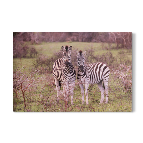 Galerie-Print "Zebrafreunde" 30x20 cm artboxONE