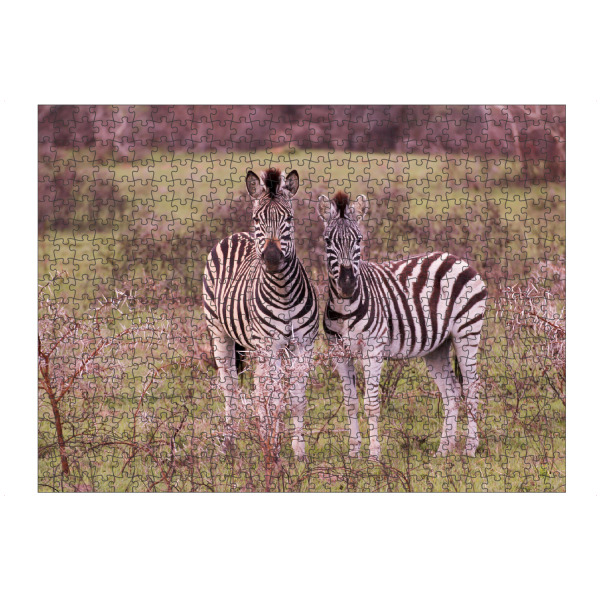 Puzzle Ravensburger "Zebrafreunde" artboxONE - Natur,Tiere,Reise / Afrika - South africa,Tierliebe,Zwei zebras,Best friend,Nature,Zebra,Africa,Natur