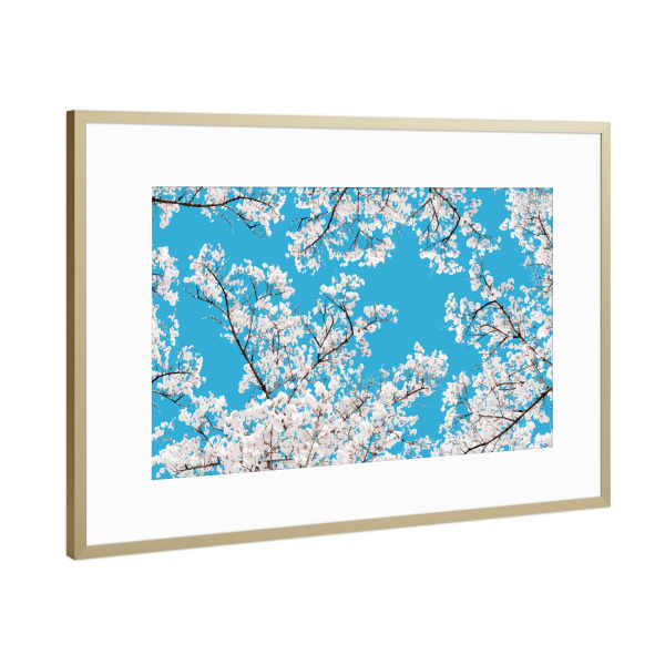 Poster mit Rahmen Gold "White Blossom" artboxONE - Natur