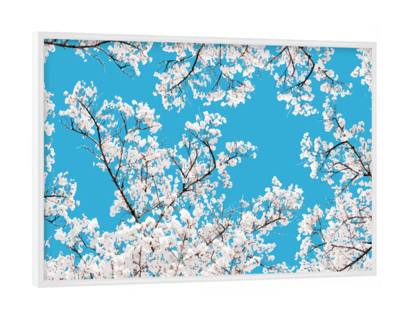 Poster mit weißem Rahmen "White Blossom" artboxONE - Natur