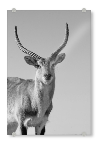 Acrylglasbild "Sumpfantilopen Männchen" artboxONE - Natur,Tiere,Schwarzweiß,Reise / Afrika