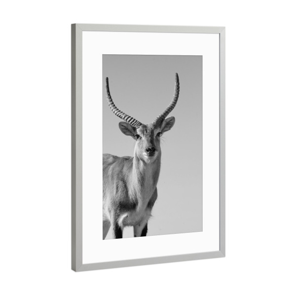 Poster mit Rahmen Silber "Sumpfantilopen Männchen" artboxONE - Natur,Tiere,Schwarzweiß,Reise / Afrika