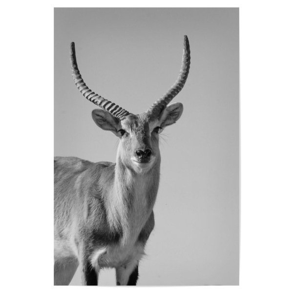 Poster "Sumpfantilopen Männchen" artboxONE - Natur,Tiere,Schwarzweiß,Reise / Afrika - Sumpfantilope,Männchen,Lechwe,Afrika,Tiere,Nature,Antilope