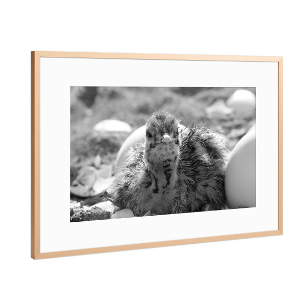 Poster mit Rahmen Kupfer "Straussen Baby Portrait im Nest" artboxONE - Natur,Tiere,Schwarzweiß,Reise / Afrika