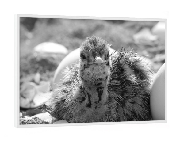 Poster mit weißem Rahmen "Straussen Baby Portrait im Nest" artboxONE - Natur,Tiere,Schwarzweiß,Reise / Afrika