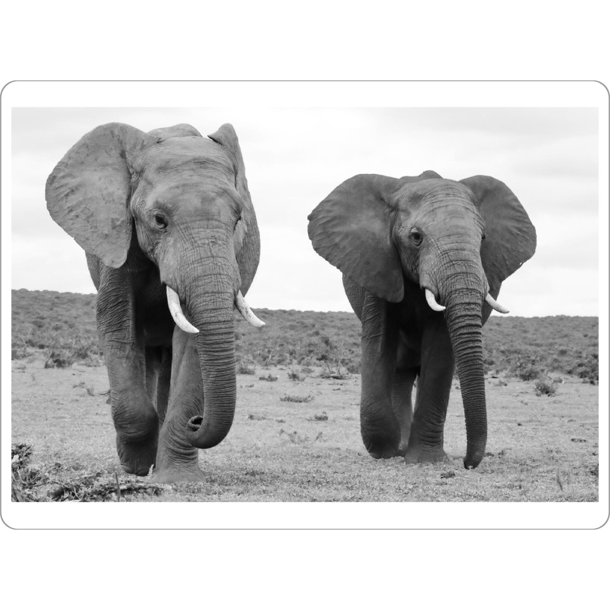 Tischset "Zwei Elefanten Männchen" artboxONE - Natur,Tiere,Schwarzweiß,Reise / Afrika - Elefanten,Afrika,Elefantenbullen,Tiere,Nature