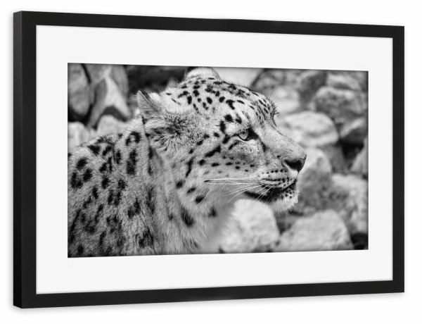 Poster mit Rahmen schwarz "Schneeleopard" artboxONE - Natur,Tiere,Schwarzweiß,Reise / Asien - Schneeleopard,Leopard,Katze,Animals,Nature