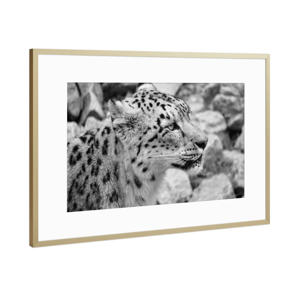 Poster mit Rahmen Gold "Schneeleopard" artboxONE - Natur,Tiere,Schwarzweiß,Reise / Asien - Schneeleopard,Leopard,Katze,Animals,Nature