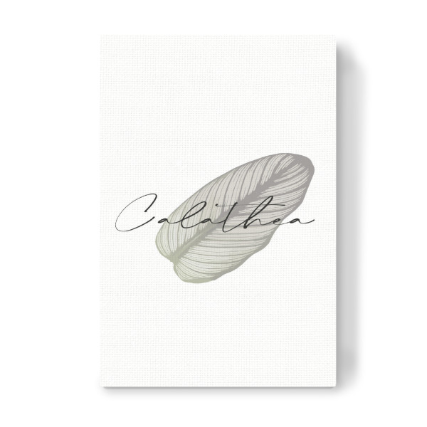 Leinwandbild "Calathea Pflanze" artboxONE - Typografie,Natur,Floral
