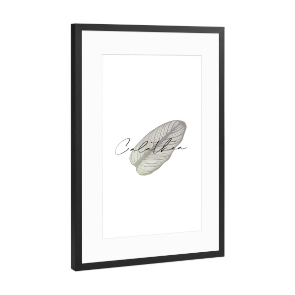 Poster mit Rahmen Schwarz (Metallic) "Calathea Pflanze" artboxONE - Typografie,Natur,Floral