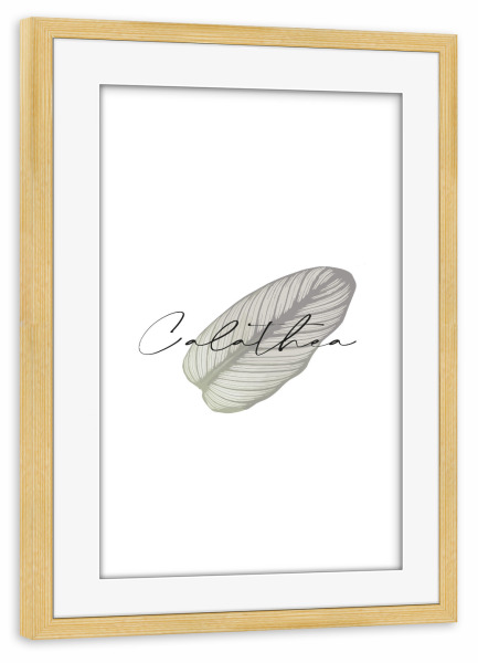 Poster mit Rahmen kiefer "Calathea Pflanze" artboxONE - Typografie,Natur,Floral