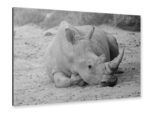 Alu-Dibond "Nashorn im Sand" 30x20 cm artboxONE