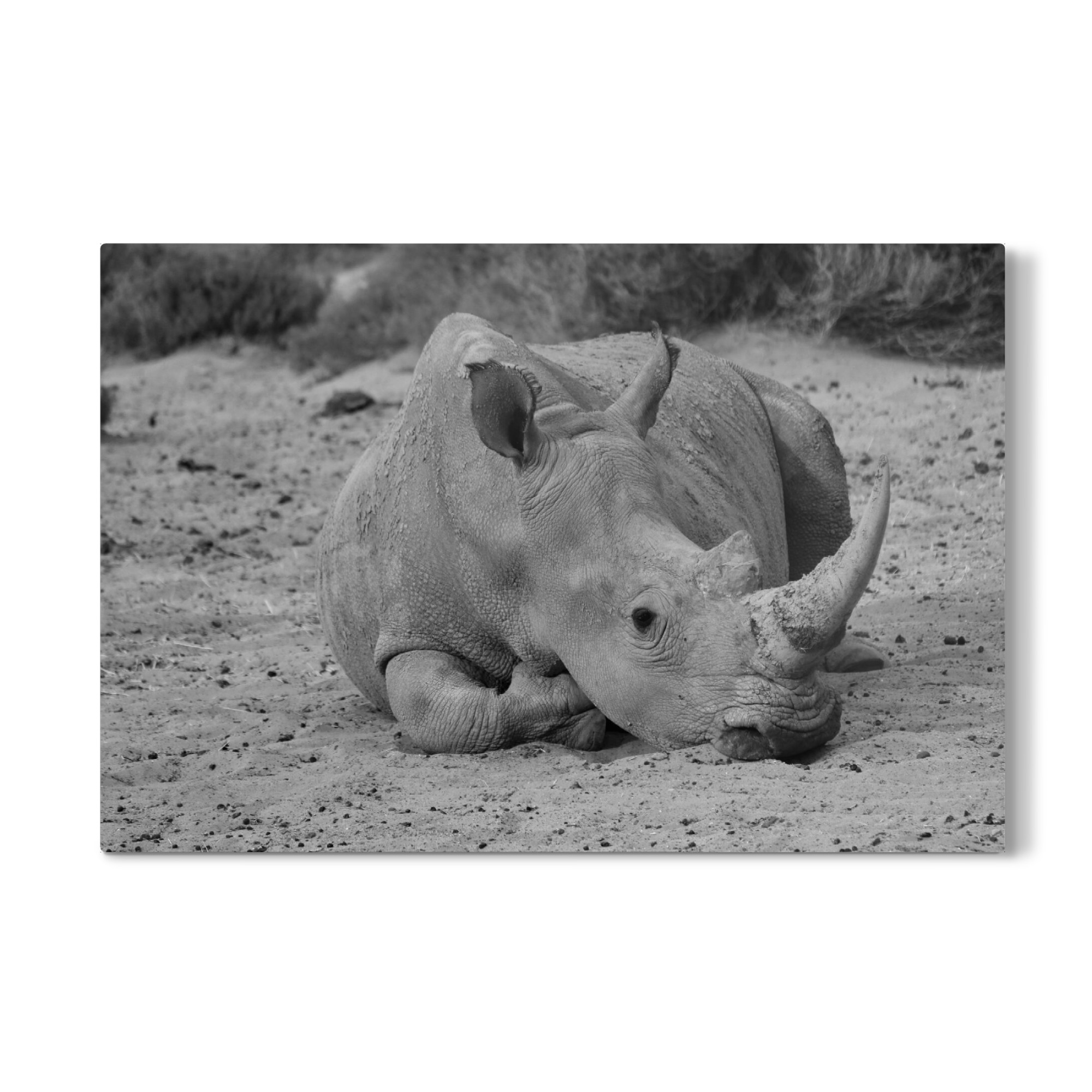 Galerie-Print "Nashorn im Sand" 75x50 cm artboxONE