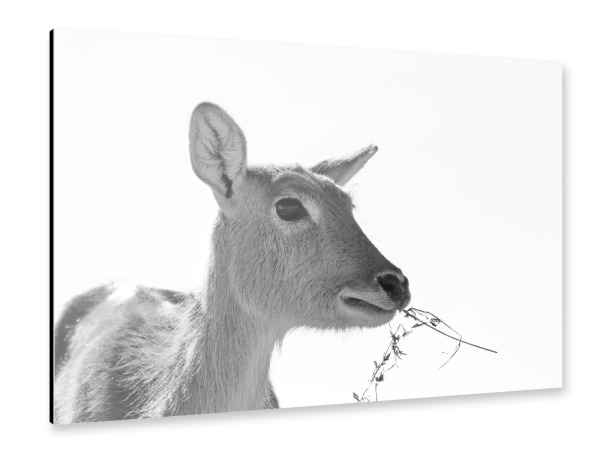 Alu-Dibond "Sumpfantilopen Dame" 30x20 cm artboxONE