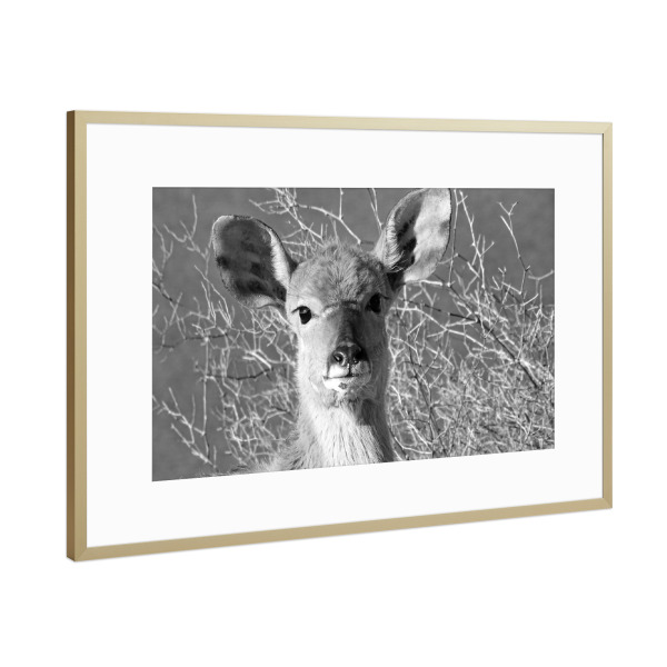 Poster mit Rahmen Gold "Junges Nyala" artboxONE - Natur,Tiere,Schwarzweiß,Reise / Afrika - Nyala,Antilope,Afrika,Tiere,Wild,Nature