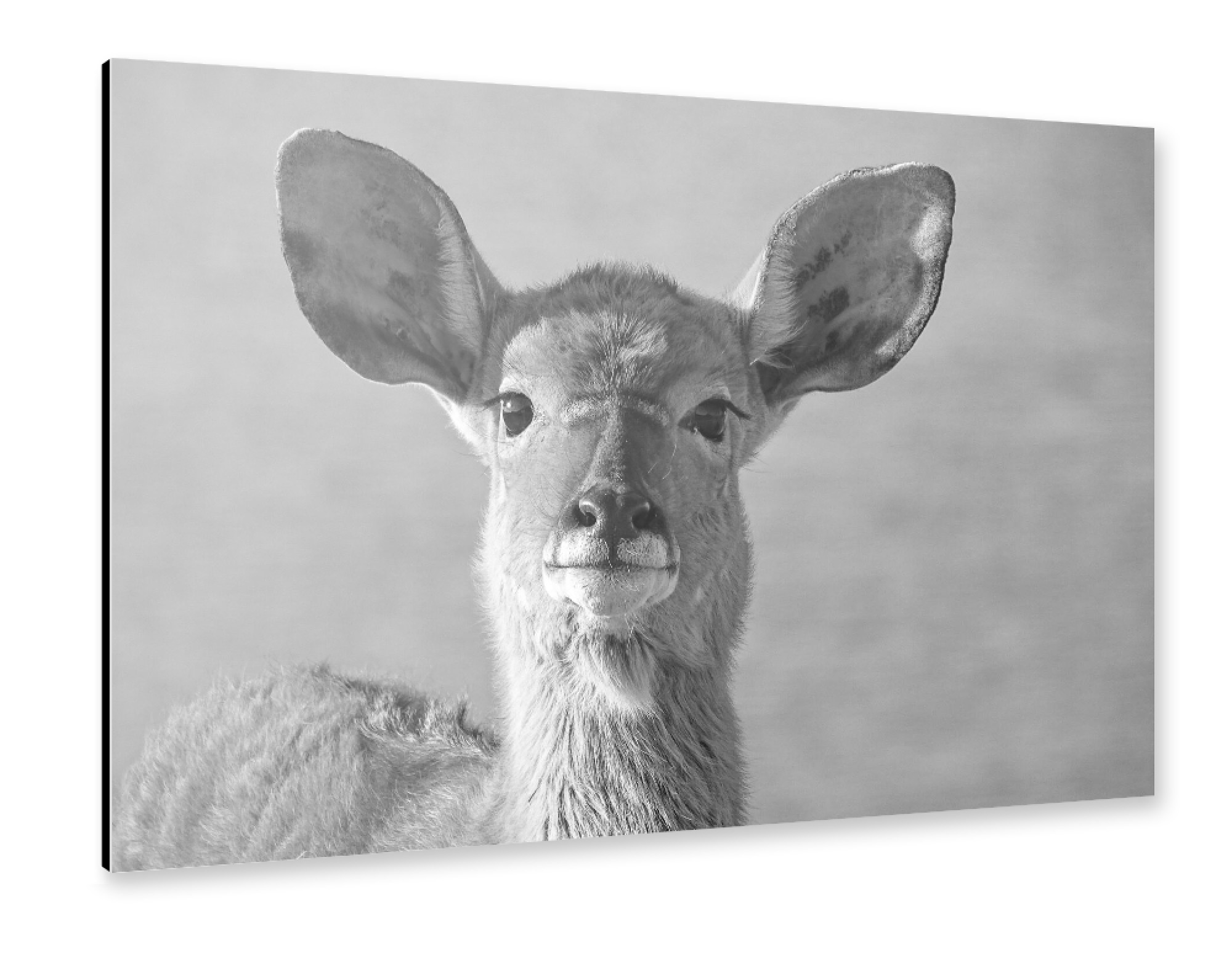 Alu-Dibond "Junges Nyala Weibchen" 30x20 cm artboxONE