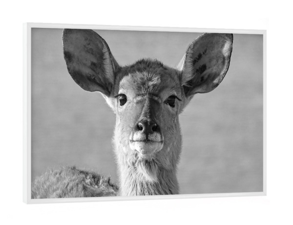 Poster mit weißem Rahmen "Junges Nyala Weibchen" artboxONE - Natur,Tiere,Schwarzweiß,Reise / Afrika
