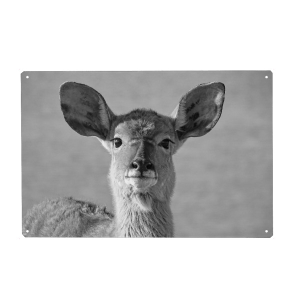 Holzbild "Junges Nyala Weibchen" artboxONE - Natur,Tiere,Schwarzweiß,Reise / Afrika - Nyala,Weibchen,Afrika,Antilope,Animals,Wild,Nature