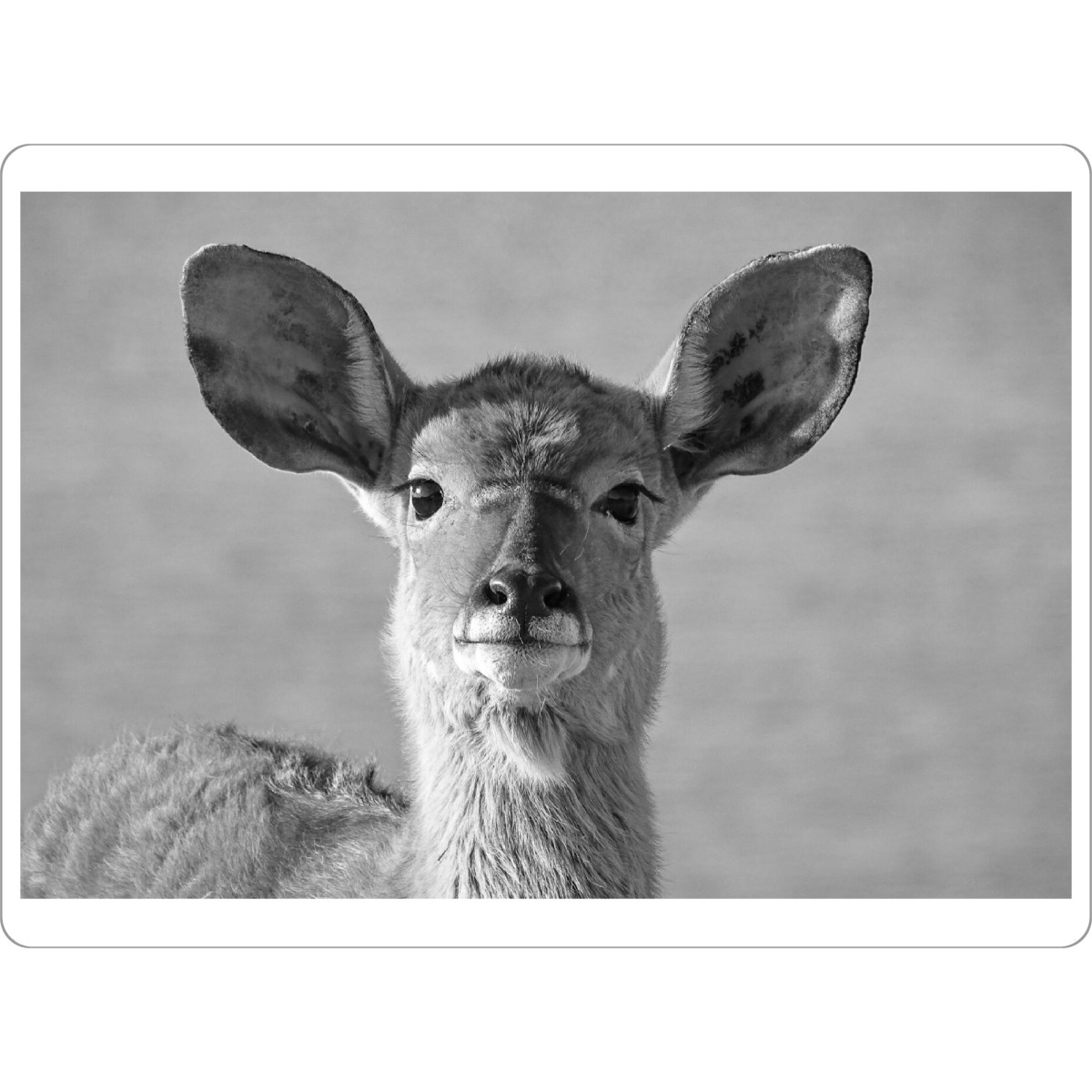 Tischset "Junges Nyala Weibchen" artboxONE - Natur,Tiere,Schwarzweiß,Reise / Afrika - Nyala,Weibchen,Afrika,Antilope,Animals,Wild,Nature
