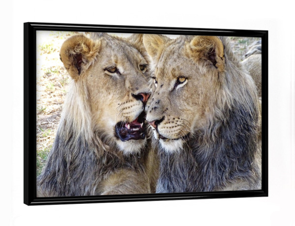 Poster mit schwarzem Rahmen "Löwen Brüder farbig" artboxONE - Natur,Tiere,Schwarzweiß,Reise / Afrika