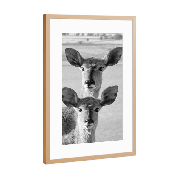 Poster mit Rahmen Kupfer "Nyalas Mutter und Kind" artboxONE - Natur,Tiere,Schwarzweiß,Reise / Afrika