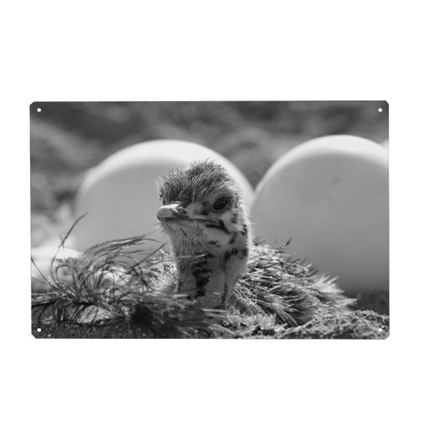 Holzbild "Baby Strauss im Nest" artboxONE - Natur,Tiere,Schwarzweiß,Reise / Afrika - Strauß,Strauss,Straussen baby,Afrika,Nature,Animal,Wild,Baby