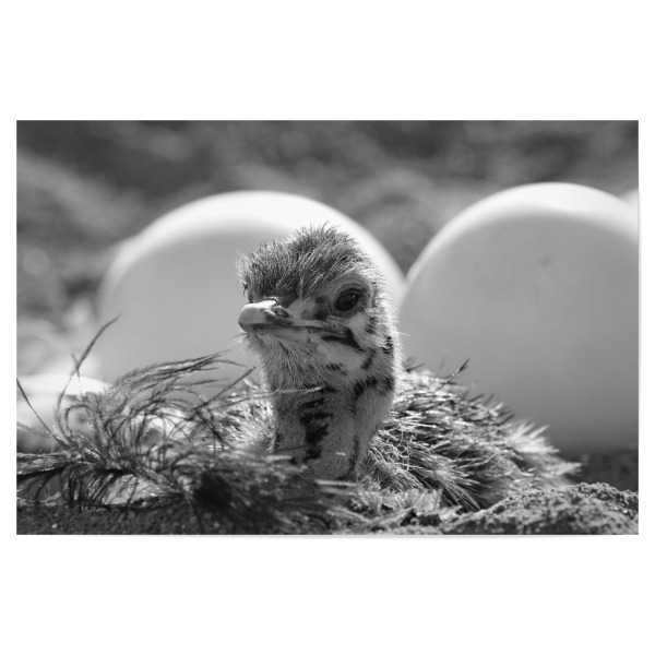 Poster 30x20 cm "Baby Strauss im Nest" artboxONE - Natur,Tiere,Schwarzweiß,Reise / Afrika