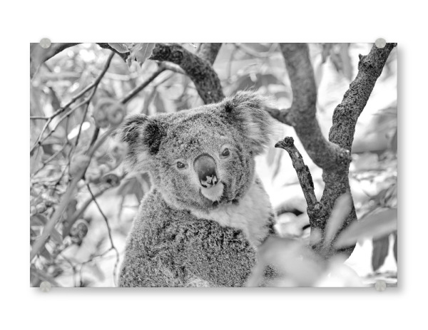 Acrylglasbild "Koalabär Portrait" artboxONE - Natur,Für Kinder,Tiere,Schwarzweiß - Koala,Bär,Koalabär,Australien,Tier,Natur,Wild,Baum