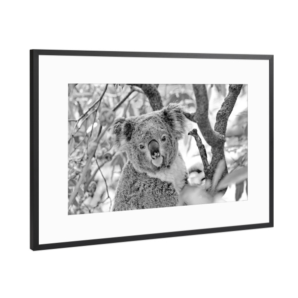 Poster mit Rahmen Schwarz (Metallic) "Koalabär Portrait" artboxONE - Natur,Für Kinder,Tiere,Schwarzweiß