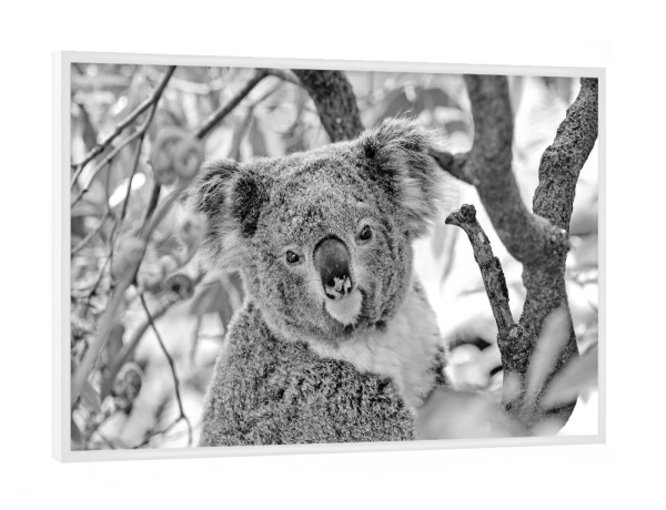 Poster mit weißem Rahmen "Koalabär Portrait" artboxONE - Natur,Für Kinder,Tiere,Schwarzweiß - Koala,Bär,Koalabär,Australien,Tier,Natur,Wild,Baum