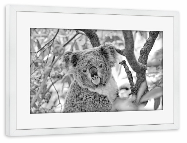 Poster mit Rahmen weiß "Koalabär Portrait" artboxONE - Natur,Für Kinder,Tiere,Schwarzweiß - Koala,Bär,Koalabär,Australien,Tier,Natur,Wild,Baum