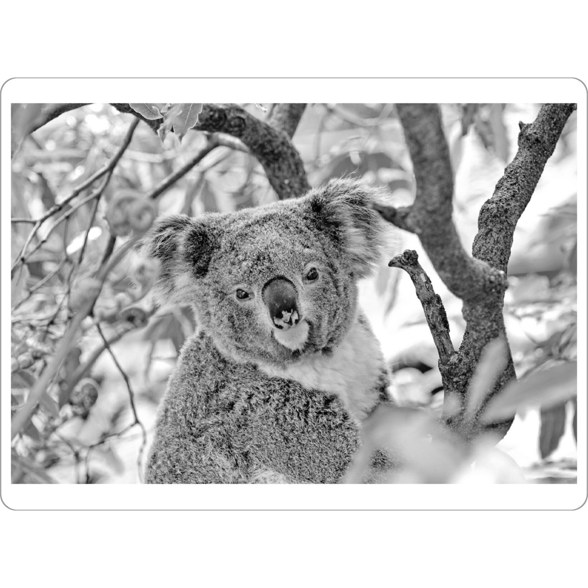 Tischset "Koalabär Portrait" artboxONE - Natur,Für Kinder,Tiere,Schwarzweiß - Koala,Bär,Koalabär,Australien,Tier,Natur,Wild,Baum - Bild koala