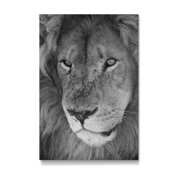 Galerie-Print "Löwen Männchen Nahaufnahme" 30x20 cm artboxONE