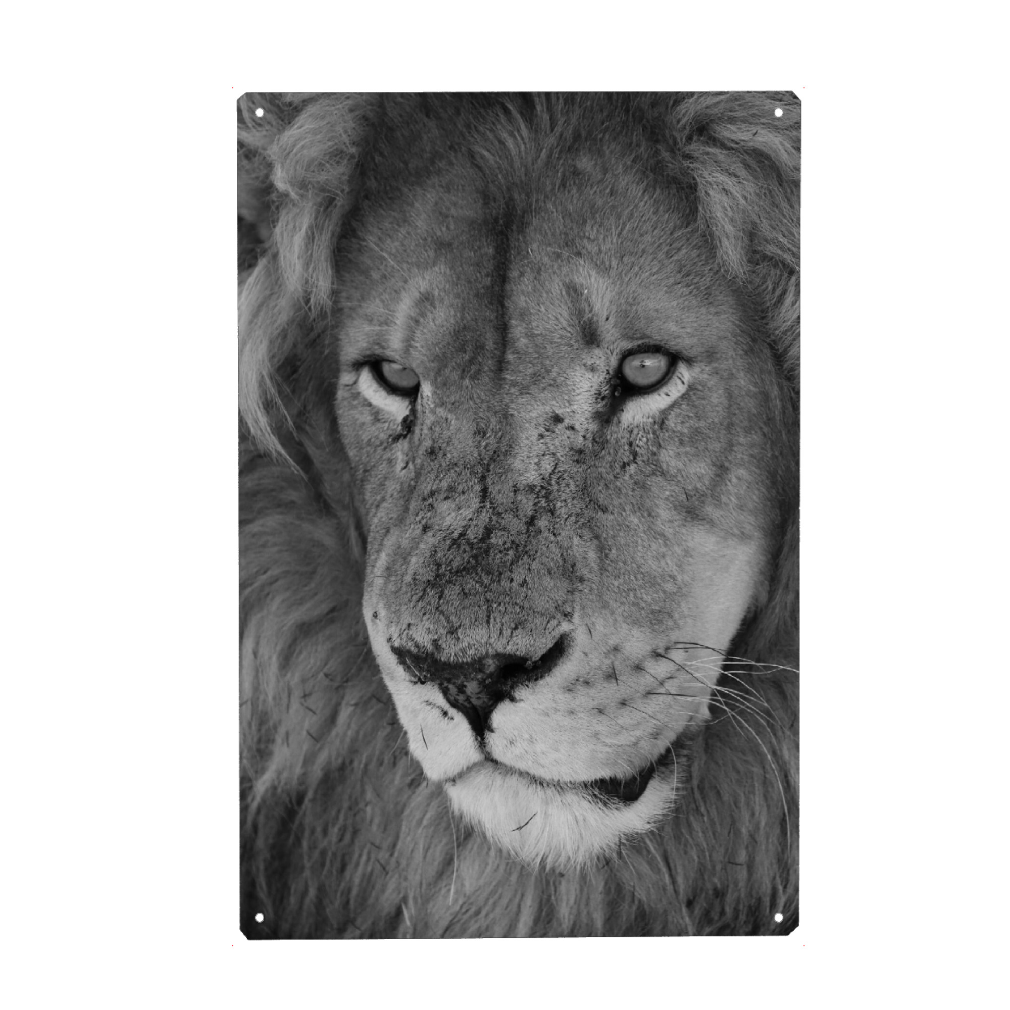 Holzbild "Löwen Männchen Nahaufnahme" artboxONE - Natur,Tiere,Schwarzweiß,Reise / Afrika
