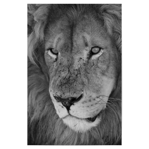 Poster 30x20 cm "Löwen Männchen Nahaufnahme" artboxONE - Natur,Tiere,Schwarzweiß,Reise / Afrika