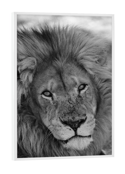Poster mit weißem Rahmen "Löwen Männchen in Afrika" artboxONE - Natur,Tiere,Schwarzweiß,Reise / Afrika