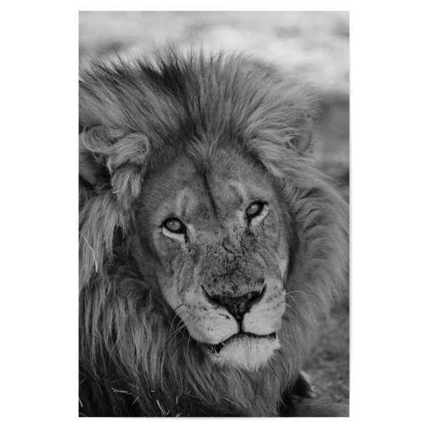 Poster "Löwen Männchen in Afrika" artboxONE - Natur,Tiere,Schwarzweiß,Reise / Afrika - Löwe,Afrika,Katze,Portrait,Männchen,Animal,Wild,Nature
