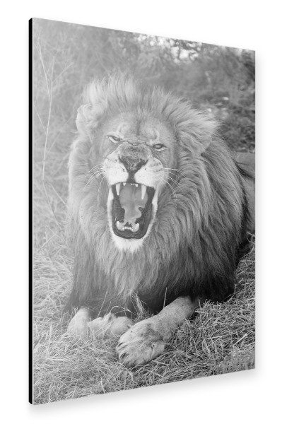 Alu-Dibond "Löwen König gähnt" 30x20 cm artboxONE